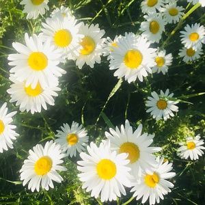 Meet your Posher, Jules